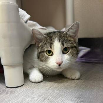 Domestic Short Hair Cats Available for Adoption in State College, Pennsylvania - Tanuki | PetCurious