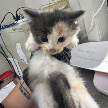 Squirrel -  Domestic Medium Hair Cat for Adoption - Squirrel | PetCurious