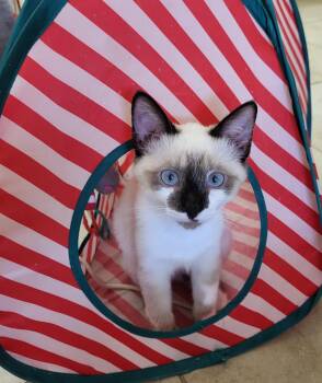 Benz Parc-Fermé -  Domestic Short Hair and Siamese Cat for Adoption in Chandler, Arizona - Benz Parc-Fermé | PetCurious
