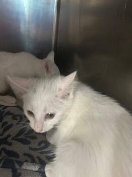 Glacier -  Domestic Short Hair Cat for Adoption in Herndon, Virginia - Glacier | PetCurious