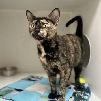 Mya -  Domestic Short Hair Cat for Adoption in Champaign, Illinois - Mya | PetCurious