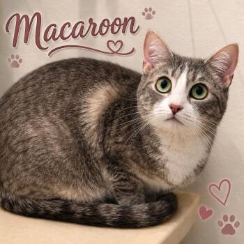 Macaroon -  Domestic Short Hair Cat for Adoption - Macaroon | PetCurious