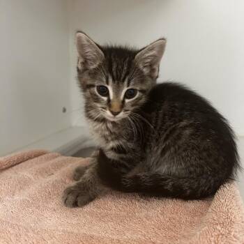 Domestic Short Hair Cats Available for Adoption in Phoenix, Arizona - Blaze | PetCurious