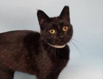 Onyx -  Domestic Short Hair Cat for Adoption in Golden Valley, Minnesota - Onyx | PetCurious