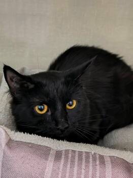 Van -  Domestic Medium Hair Cat for Adoption in Saint Marys, Pennsylvania - Van | PetCurious