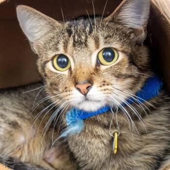 YAHOO -  Domestic Short Hair Cat for Adoption in St. Louis, Missouri - YAHOO | PetCurious
