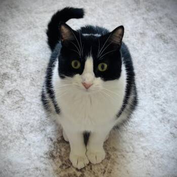 Domestic Short Hair Cats Available for Adoption in Buffalo, New York - Trevor | PetCurious