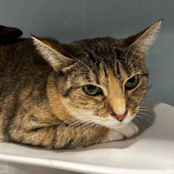Cinnaminnie -  Domestic Short Hair Cat for Adoption in Chattanooga, Tennessee - Cinnaminnie | PetCurious