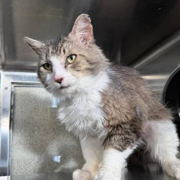 Mr. Clean -  Domestic Short Hair Cat for Adoption in Palm Springs, California - Mr. Clean | PetCurious