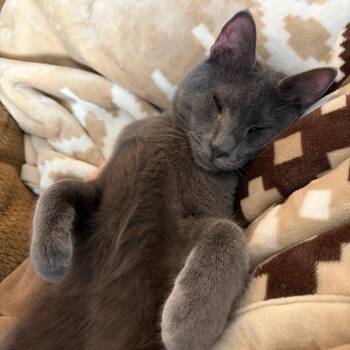 Domestic Short Hair Cats Available for Adoption - Smokey | PetCurious