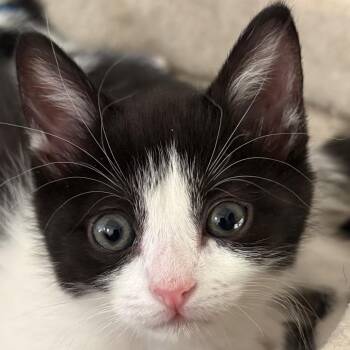 Casie -  Domestic Short Hair Cat for Adoption in York, Pennsylvania - Casie | PetCurious