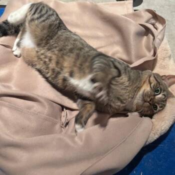 Picasso 2 -  Domestic Short Hair Cat for Adoption - Picasso 2 | PetCurious