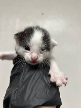 Rescue Domestic Short Hair Cats for Adoption in San Bernardino, California - MILES | PetCurious