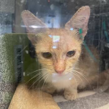 Lula Hula -  Domestic Short Hair Cat for Adoption in Pasadena, California - Lula Hula | PetCurious
