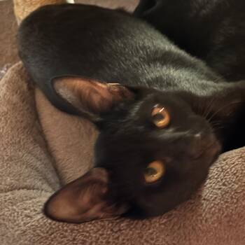 Blade -  Domestic Short Hair Cat for Adoption in Natchitoches, Louisiana - Blade | PetCurious