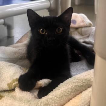 Bittle -  Domestic Short Hair Cat for Adoption in Rocky Mount, Virginia - Bittle | PetCurious