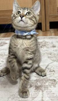 Kitten Oso -  Domestic Short Hair Cat for Adoption in Seal Beach, California - Kitten Oso | PetCurious