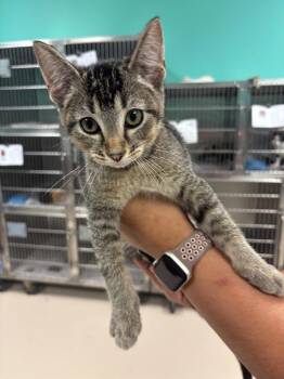 HUGH H. -  Domestic Short Hair Cat for Adoption in Belton, Texas - HUGH H. | PetCurious
