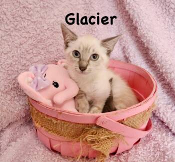 Glacier -  Siamese Cat for Adoption in St. Augustine, Florida - Glacier | PetCurious
