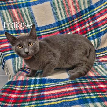 Eclipse -  Domestic Short Hair Cat for Adoption in Parkersburg, West Virginia - Eclipse | PetCurious