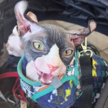 Jelly -  Sphynx Hairless Cat Cat for Adoption in Long Beach, California - Jelly | PetCurious