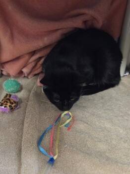 Clara -  Domestic Short Hair Cat for Adoption in Westland, Michigan - Clara | PetCurious