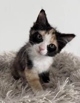 Cathy -  Domestic Medium Hair Cat for Adoption in Millcreek, Utah - Cathy | PetCurious