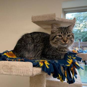 Link -  Domestic Medium Hair Cat for Adoption in Naperville, Illinois - Link | PetCurious