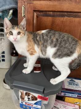 Eunice -  Torbie and Domestic Short Hair Cat for Adoption in Columbia, South Carolina - Eunice | PetCurious