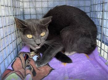 BONNIE -  Domestic Short Hair Cat for Adoption in Fort Myers, Florida - BONNIE | PetCurious