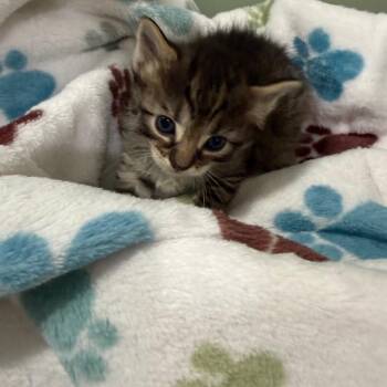 Ruby -  Domestic Short Hair Cat for Adoption in Ferndale, Washington - Ruby | PetCurious