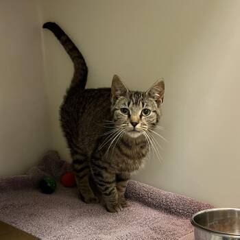 Claudette -  Domestic Short Hair Cat Available for Adoption in Harrisonburg, Virginia - Claudette | PetCurious