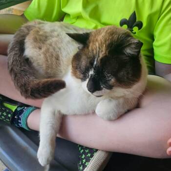 Siamese Cats Available for Adoption - Bastion | PetCurious