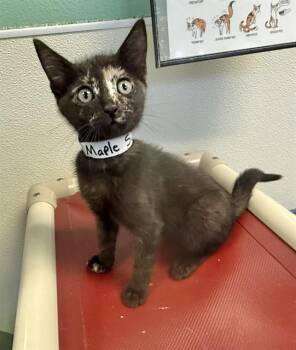 MAPLE SUGAR -  Domestic Short Hair Cat for Adoption in Sarasota, Florida - MAPLE SUGAR | PetCurious