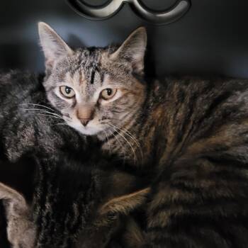 Rescue Domestic Short Hair Cats for Adoption in Titusville, Florida - Tigris | PetCurious