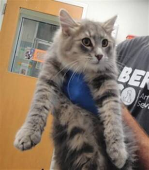 LINK -  Domestic Medium Hair and Domestic Short Hair Cat for Adoption in Albuquerque, New Mexico - LINK | PetCurious