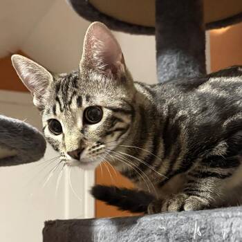 Country Boy -  Domestic Short Hair Cat for Adoption in Springfield, Oregon - Country Boy | PetCurious