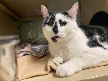 Tato and Hex -  Domestic Short Hair Cat for Adoption in Rochester, New Hampshire - Tato And Hex | PetCurious