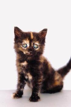 Souffle -  Domestic Long Hair and Tortoiseshell Cat for Adoption in San Diego, California - Souffle | PetCurious