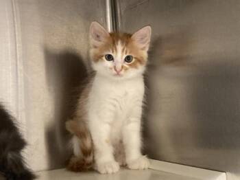 POPCORN -  Domestic Medium Hair Cat for Adoption in Tustin, California - POPCORN | PetCurious