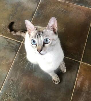 Rescue Birman Cats for Adoption in Agoura Hills, California - Yuki | PetCurious
