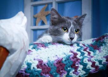 Sweet Beauty -  Domestic Short Hair Cat for Adoption in Lucas, Texas - Sweet Beauty | PetCurious