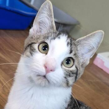 Shadow -  Domestic Short Hair Cat for Adoption in Tioga, Pennsylvania - Shadow | PetCurious