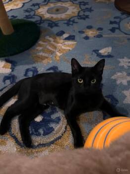 Rescue Domestic Short Hair Cats for Adoption in Fresno, California - Kiss Kiss | PetCurious