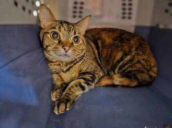Raya -  Domestic Short Hair Cat for Adoption in Fort Collins, Colorado - Raya | PetCurious