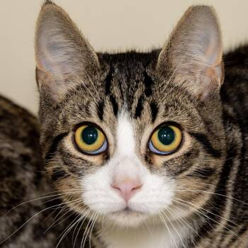 Alfie -  Domestic Short Hair Cat for Adoption in Victor, New York - Alfie | PetCurious