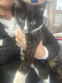 Domestic Short Hair Cats Available for Adoption - Dylan | PetCurious