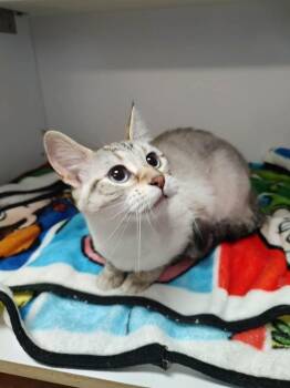 Siamese Cats Available for Adoption in Bolivar, Missouri - Mia | PetCurious