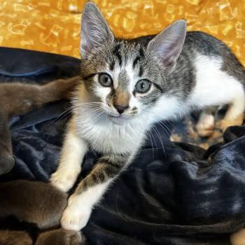 Pixie stick (Candy E) -  Domestic Short Hair Cat Available for Adoption in Warrington, Pennsylvania - Pixie Stick (Candy E) | PetCurious