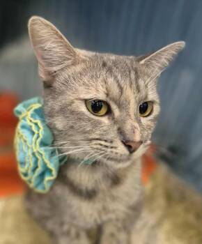 Rescue Domestic Short Hair and Dilute Tortoiseshell Cats for Adoption in Ocean Springs, Mississippi - Sissy | PetCurious